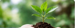 Manos sosteniendo una planta con tierra
